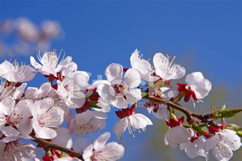 樹 開花